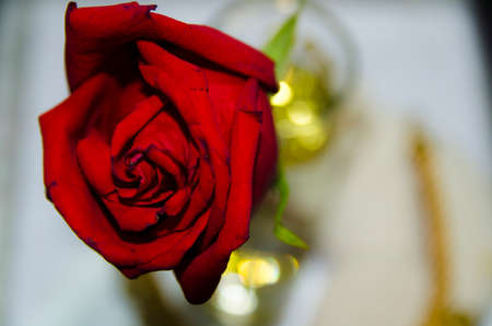 Soft red Roseの写真素材