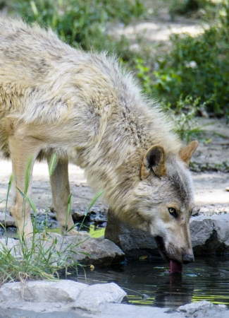Grey worlf is drinking water from a pond