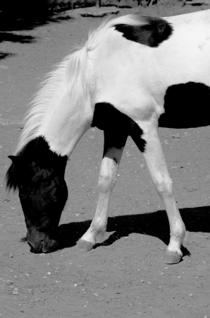 a black and white spotted Horse is eatingの写真素材