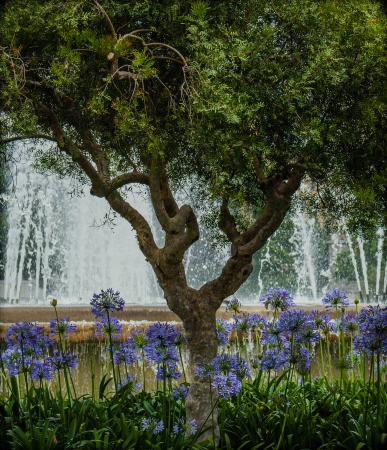 a tree with some beautiful purple flowers arround it の写真素材