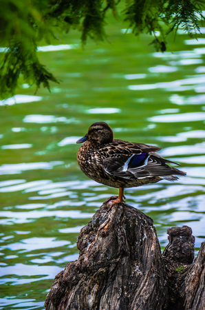 a beautiful duck is relaxing on a rock next to a lakeの写真素材