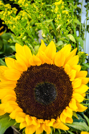 Sunflower and small little flowers の写真素材