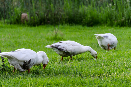 ducks are Enjoying nature の写真素材