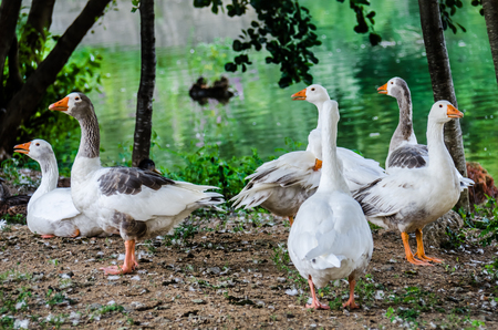 White Ducks are having fun の写真素材