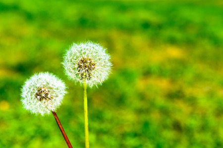 2 beautiful Blowballs in nature の写真素材