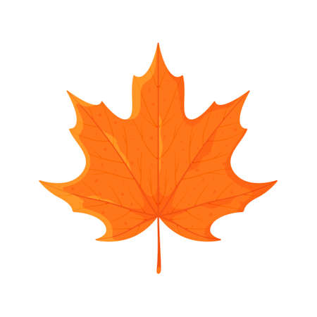 Vector illustration of a maple leaf isolated on a white background. Beautiful ginger gold leaf. Decorative object. Symbol of autumn.のイラスト素材