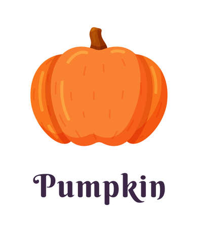 Vector illustration of an isolated pumpkin on a white background. Silhouette of an orange pumpkin.のイラスト素材
