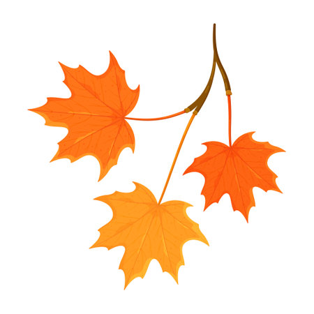 Vector illustration of a branch of maple leaves isolated on a white background. Beautiful autumn leaves. Golden Autumn. Beautiful leaves. Decor.のイラスト素材