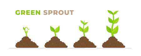 Flat style vector illustration. Phases of planting. Tree planting infographics. Sprout, plant, tree planting icons of agriculture. Concept of evolution.のイラスト素材