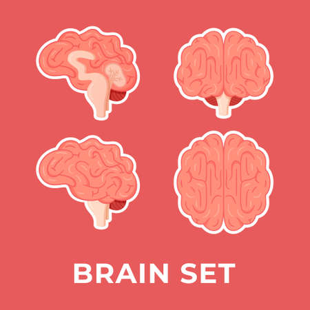 Vector illustration of brain set. The human brain from different sides isolated on a red background....