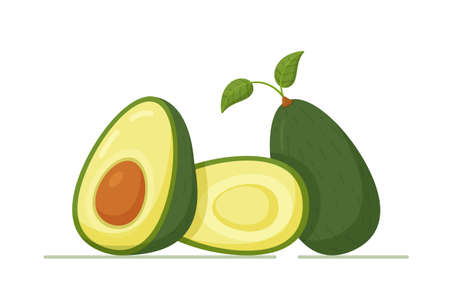 Green avocado with bone and leaves. Vector illustration of avocado whole and halves. Oily fruit on white background.のイラスト素材