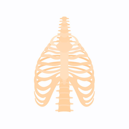 Vector illustration of the chest. Anatomical structure of bones of the thoracic, cervical and lumbar areas.のイラスト素材