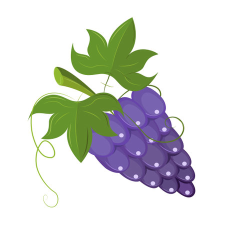 Vector illustration of an isolated wooden bowl with purple grapes on a white background. Plate with fresh fruit.のイラスト素材