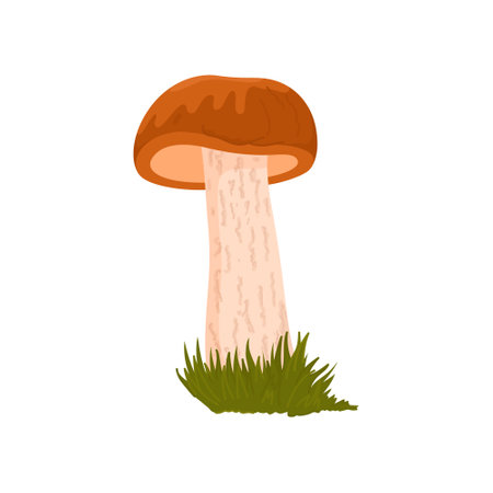 Vector fungus illustration. Edible organic product. Natural vegetarian ingredient.のイラスト素材