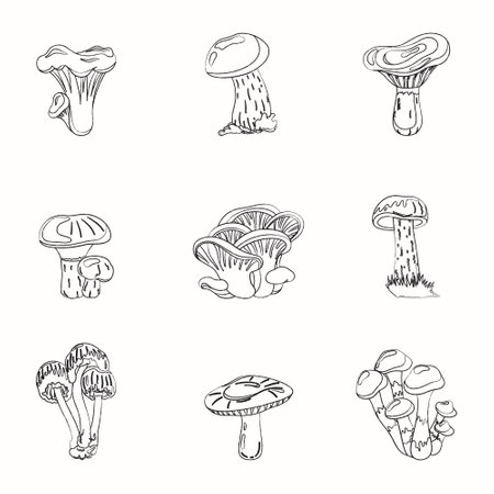 A set of different mushrooms. Vector illustration of fungi. Painting of voluminous fungus.のイラスト素材