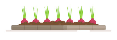 A bed of onions and radishes. Vector illustration of planting seedlings in the vegetable garden. The work of a gardener.のイラスト素材
