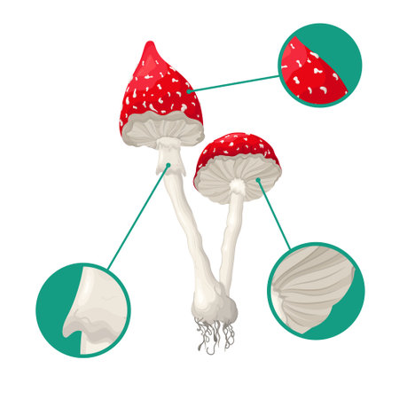 Vector illustration of the fungus. A close-up illustration of a flycatcher. Suitable for school themes.のイラスト素材