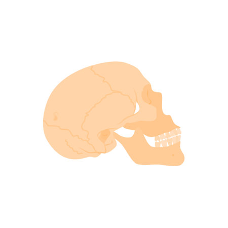 Vector illustration of an isolated human skull. Precise positioning of head bones with detailed visualization.のイラスト素材