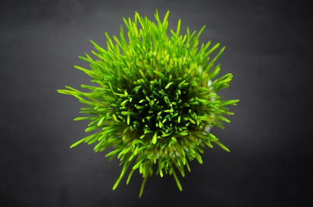Green grass against black background, top viewの写真素材