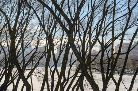Leafless tree branches against the blue sky and city landscape panorama. Trees in cold season