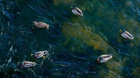Flock of wild ducks floating on shallow lake view topの写真素材