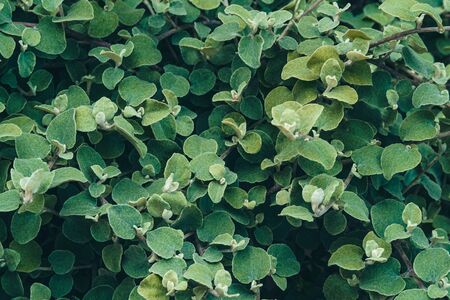 Green leaf background. Helichrysum petiolare, silver-bush everlastingflower. Asteraceae familyの写真素材