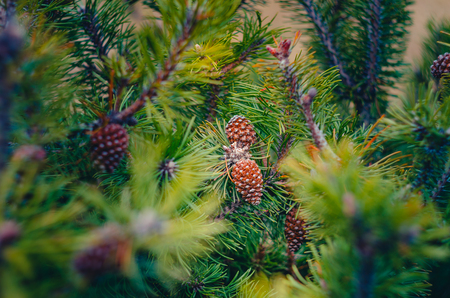 Background from green Fir tree branches with conesの写真素材