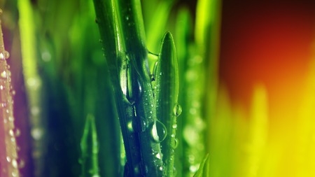 Macro view of green grass. Large drops of dew on fresh green grass. Multi-colored illumination of the frameの写真素材