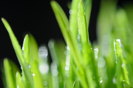 Abstrac Blurred Background. Green Grass Extreme Macro View