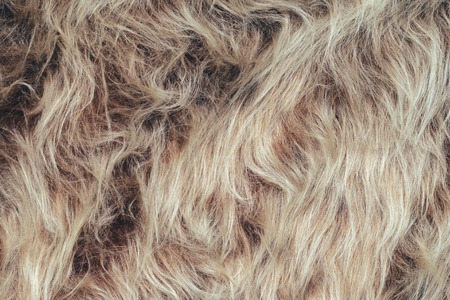 Texture of faux fur with long pile. Blank backgroundの写真素材
