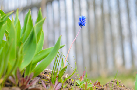 Muscari armeniacum - grape hyacinth in the natural environmentの写真素材
