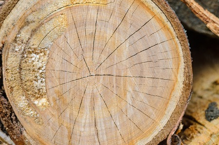 Natural wooden background - closeup of chopped firewood. Firewood stacked and prepared for winter Pile of wood logsの写真素材