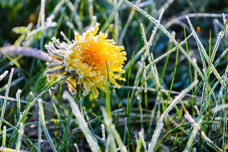 One Flower of a dandelion in the morning frost. Frozen flower at dawn in a meadow. Nature background. Taraxacum platycarpumの写真素材