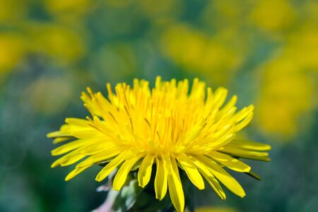 Close-up view of a yellow dandelion flower. Blooming bud of dandelion. Nature background. Taraxacum platycarpumの写真素材
