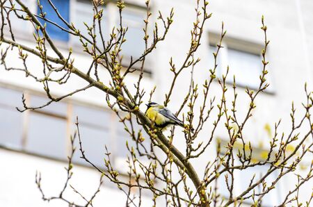 Great Tit bird (parus major) sitting on a spring tree branch. Cityscape backgroundの写真素材