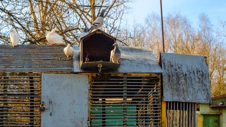 White pigeons on the roof of their dovecote. An old latticed dovecote from steel rods in the spring park at sunset.の写真素材