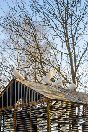 White pigeons on the roof of their dovecote. An old latticed dovecote from steel rods in the spring park at sunset.の写真素材