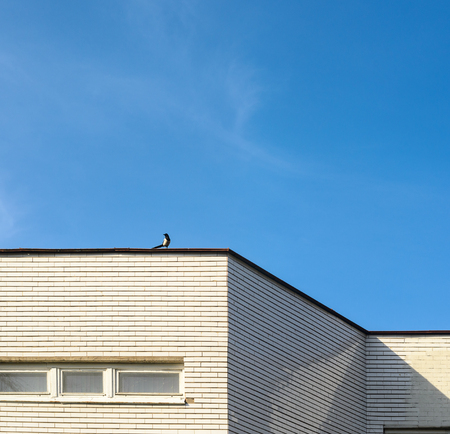 White facade decorated with glossy tiles of a modern building on a blue sky background. Bird on the parapet of the building.の写真素材