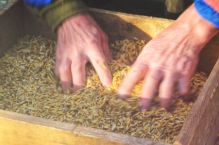 Hands of the worker who sifts the grain of oats through a sieve. Hands of an elderly person. Hands...
