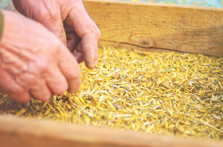 Hands of the worker who sifts the grain of oats through a sieve. Hands of an elderly person. Hands in wheat. Sifting grain conceptの写真素材