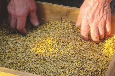 Hands of the worker who sifts the grain of oats through a sieve. Hands of an elderly person. Hands...