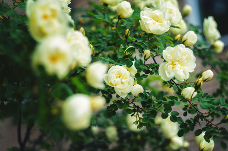 Blooming bush of a white rose. White rose backgroundの写真素材