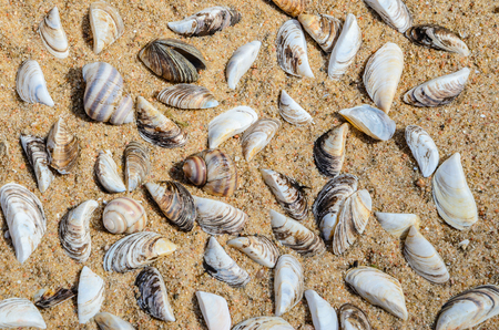 Seashells on the Beach Sand Top View. Sea Beach Texture
