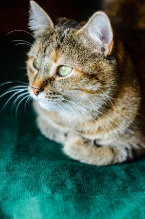 Tabby Cat Portrait. Domestic cat lying on a green pillow close-upの写真素材