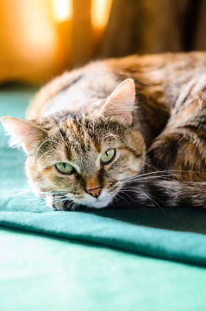 Tabby Cat Portrait. Domestic cat lying on a green pillow close-upの写真素材