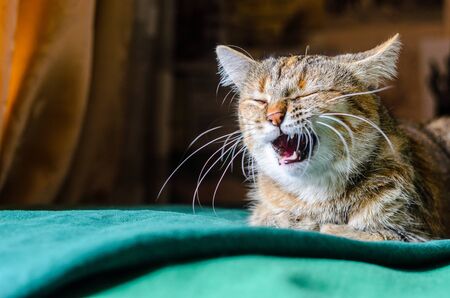 Tabby Cat Portrait. Domestic cat lying on a green pillow with an open mouth in the process of yawningの写真素材