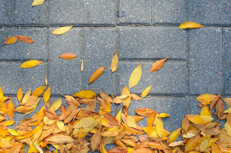 Yellow Fallen Autumn Leaves on the on the Sidewalk Paved with Gray Concrete Paving Stones Top View....