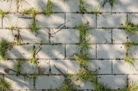 The Grass Grows Between the Paving Slabs. Paving Footpath in the Shade of a Tree with Spots of Sunlightの写真素材