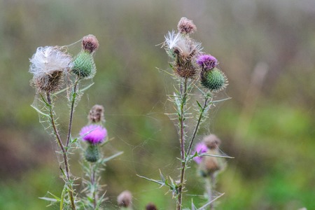 Wild Purple Scottish Thistles on Blurry Nature Backgroundの写真素材