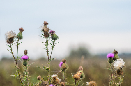 Wild Purple Scottish Thistles on Blurry Nature Backgroundの写真素材